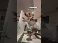 Lestodon: Giant Ground Sloth