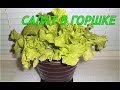 Салат Выращивание салата Салат в горшке