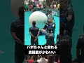 バボちゃんとたわむれる髙橋藍がかわいい　 #バレーボール #日本代表 #スポーツ #ワールドカップ2023