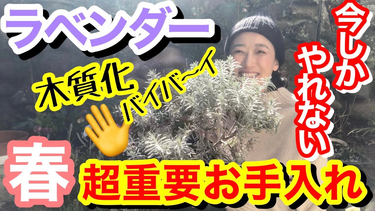 【ラベンダーの仕立て直し】開花の時に後悔しないためには、今を逃すな‼️/ ちょっと勇気がいる○○をやれば、木質化ともサヨナラ👋/ 放置していたラベンダー、倒伏&木質化だけど仕立て直す【ガーデニング】