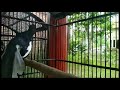 Kacer Tetangga Bisu Jitu Pancing Gacor Ngeriwik Ngeplong Nembak Mp3 - Mp4 Download