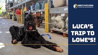 Dog training at Lowe's - Luca's trip to Lowe's - Dog's Eye View Training Sessions