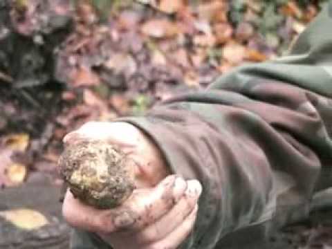 Truffle Hunting in Tuscany