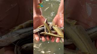 বুকিং ছাড়া মাছ পাঠিয়ে ১ লাক্ষ টাকা লস"😥 #vairalvideo #fishing #reelsfypシ #sedpost