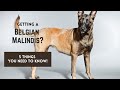 Belgian Malinois: How to Get Started