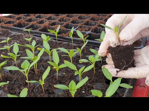 The most common mistakes in growing seedlings