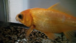 1º Kodak PIXPRO WP1 Waterproof test with Golden fish |コダックカメラ防水実験 ft. らんちゅう