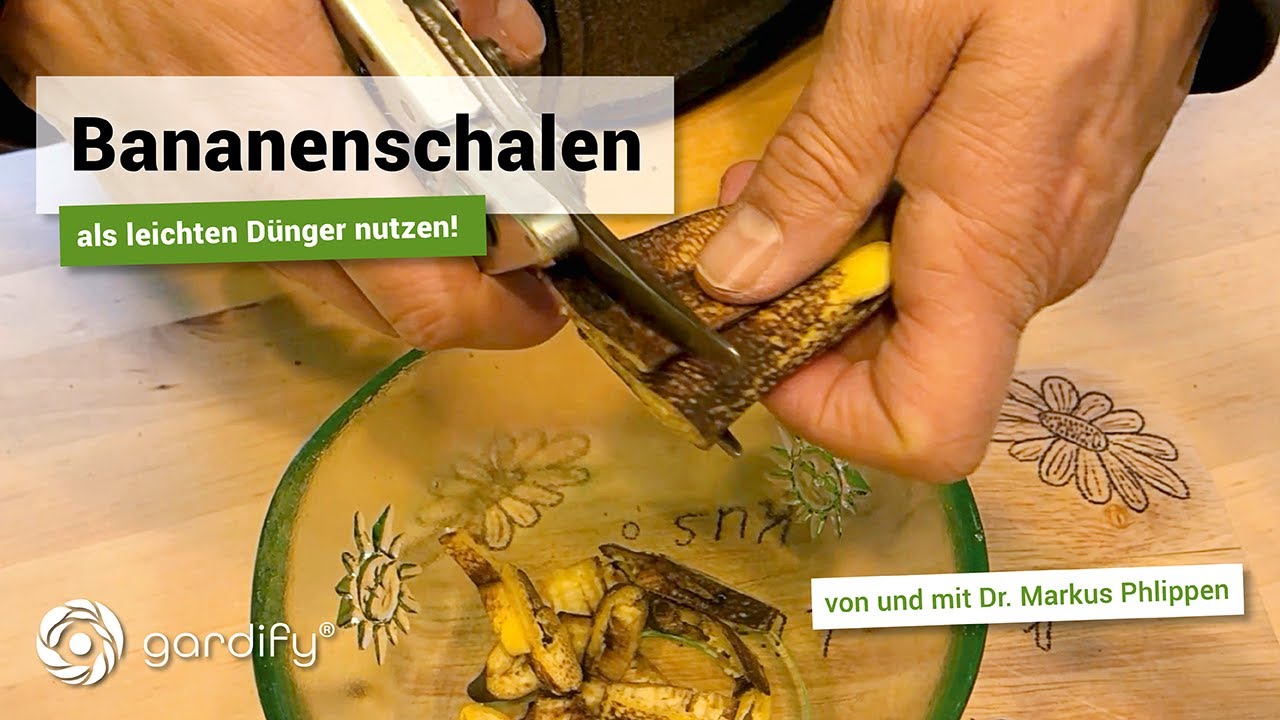 Bananenschalen als leichten Dnger nutzen! | gardify Tipps