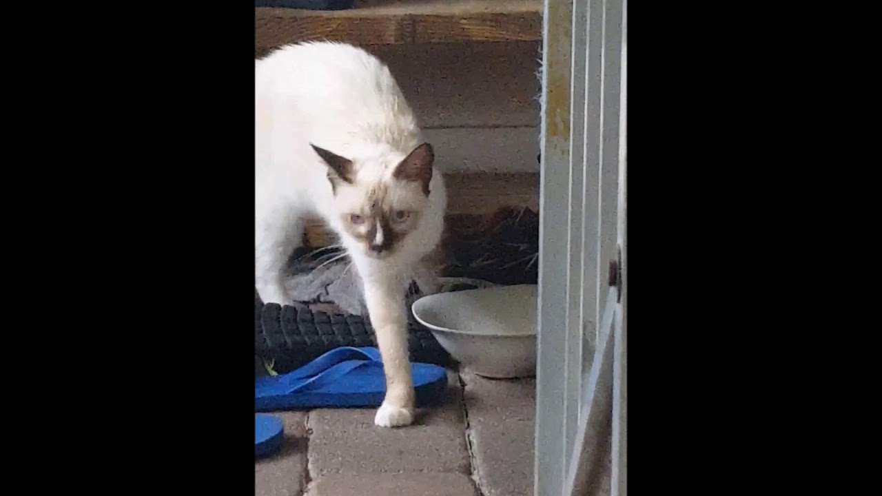 whiskers memorial pt1b YouTube