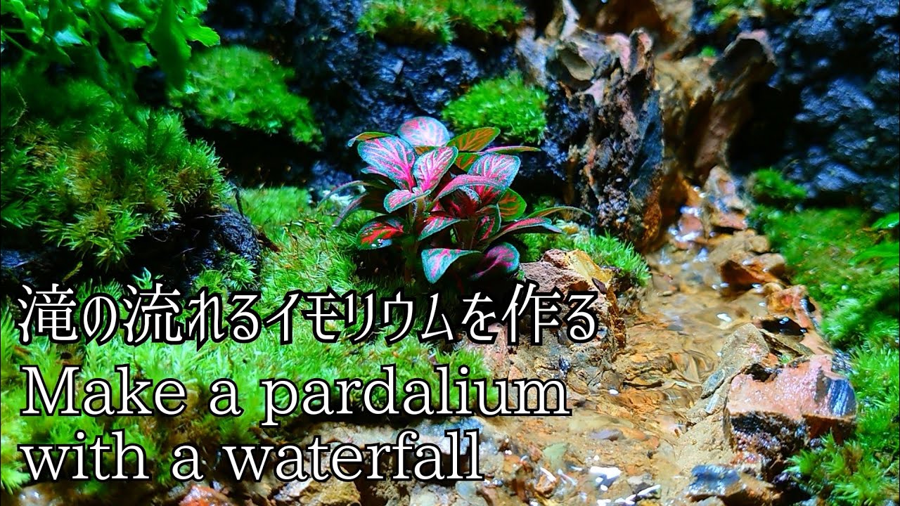 滝の流れるイモリウムを作る【part54】 Make a pardalium with a waterfall  【パルダリウム】【ビバリウム】【テラリウム】滝を作る コケリウム 滝