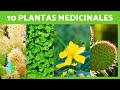 10 plantas medicinales y sus beneficios para la salud 