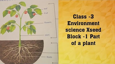 Class- 3 Environment Science Xceed Block -1"Part of a Plant"