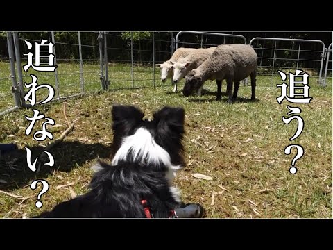 【シープドッグ体験】初めての羊追い！牧羊犬の本能が意外な形で発揮された・・・？！【ボーダーコリー】