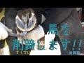 ☆馬の爪切り☆ 馬を削蹄します‼【後脚編】
