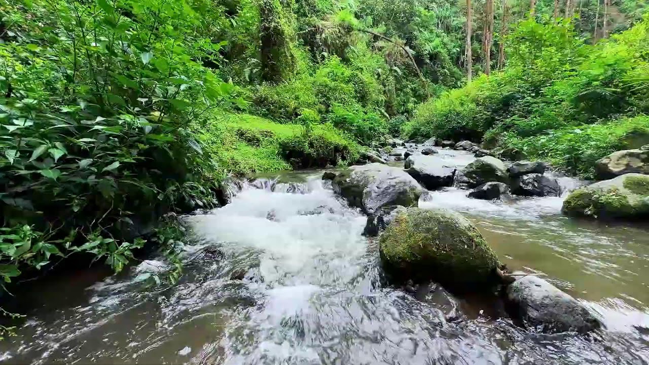 Ease your heart quietly with soothing river ambience near a peaceful woodland creek for deeper rest