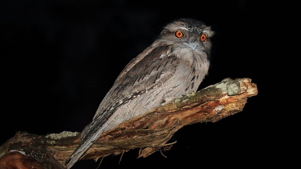 Wildlife Photography tips At Night YouTube