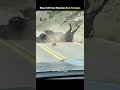 “Bisons Falling From Mountain | Shocking Wildlife Moment Caught on Camera 🦬”