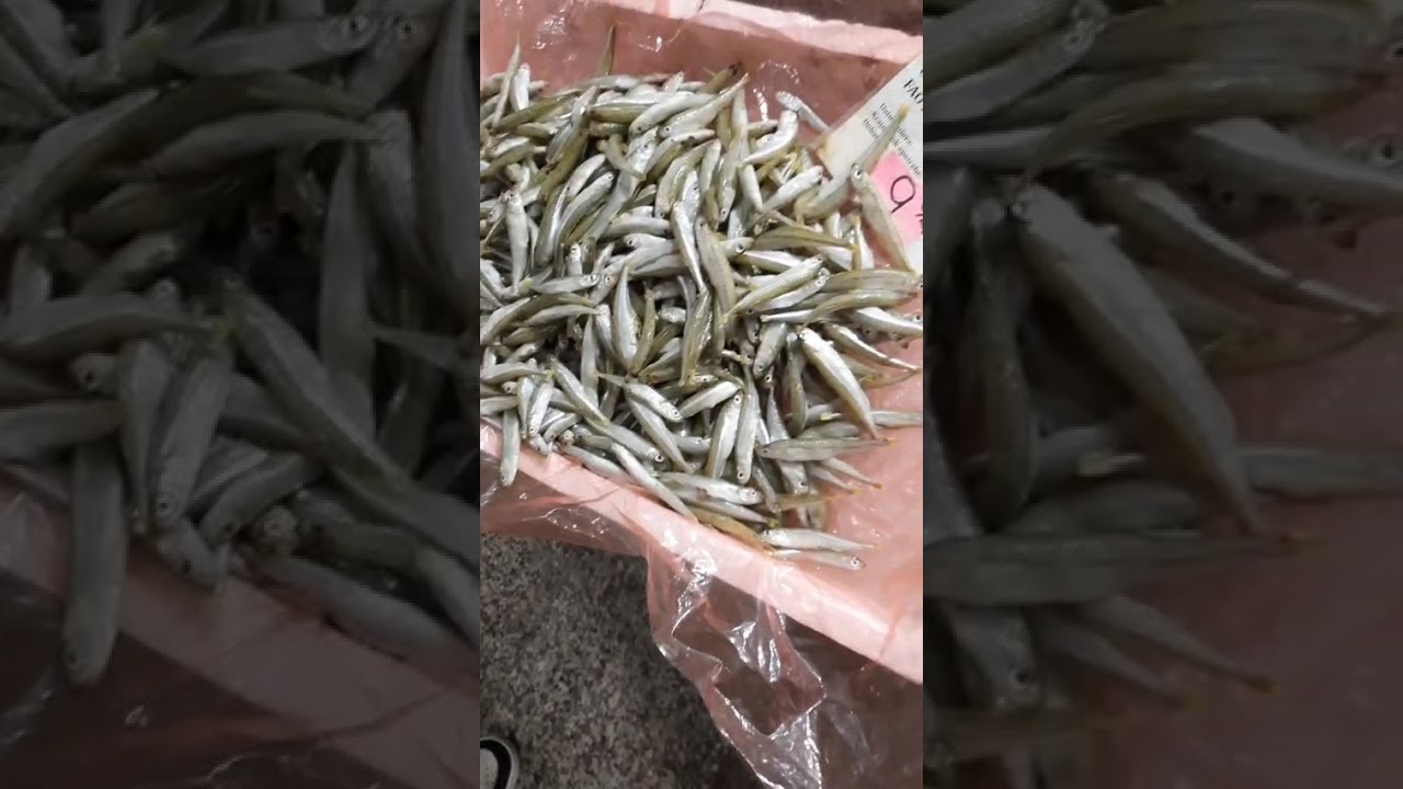 Rybárna na pile v Chorvatsku 🇭🇷