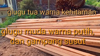 Cara memilih kayu glugu terbaik