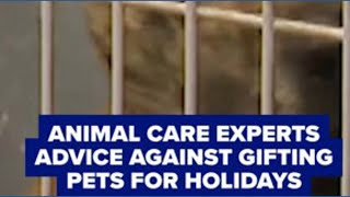 Experts advise against gifting pets for the holidays