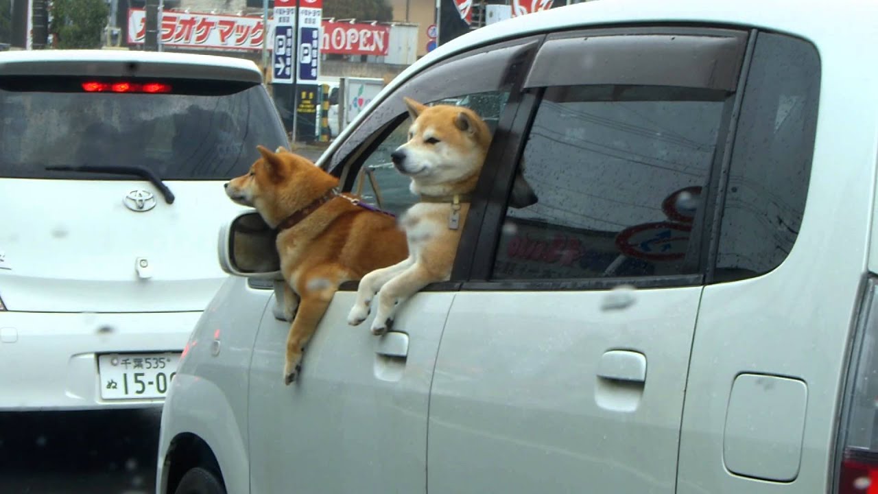 くつろぐ柴犬たち 車の窓からの眺めはいいワンね そうだワン Imgp1097 Youtube