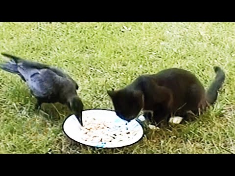 5 Самых странных друзей среди животных