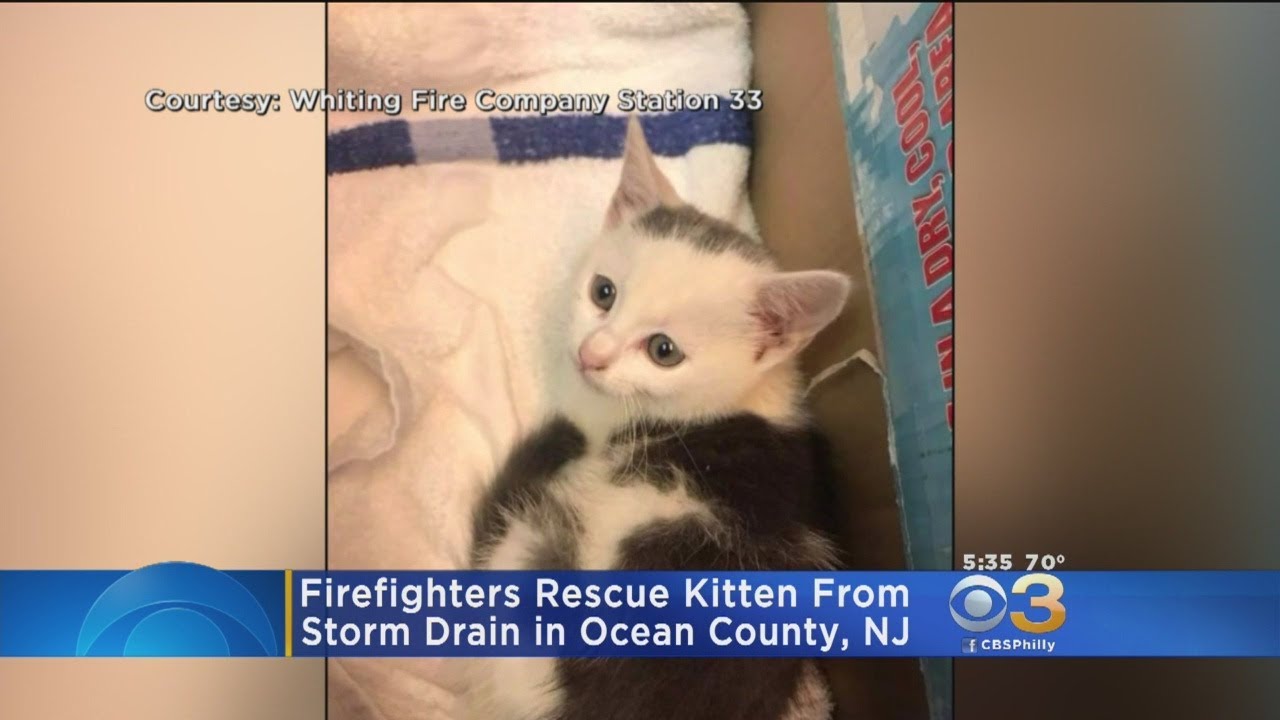 Ocean County Firefighters Rescue Kitten Stuck In Storm Drain - YouTube