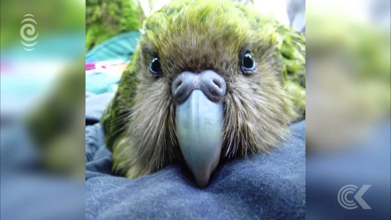 Kakapo breeding season off to a great start RNZ Checkpoint YouTube