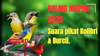 Suara Pikat Kolibri Klapa Kombinasi Burcil Ribut.