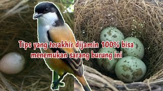 Cara cepat menemukan sarang burung cendet/pentet