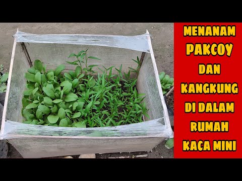 Video: Berkebun Rumah Kaca Mini - Cara Menggunakan Rumah Kaca Mini