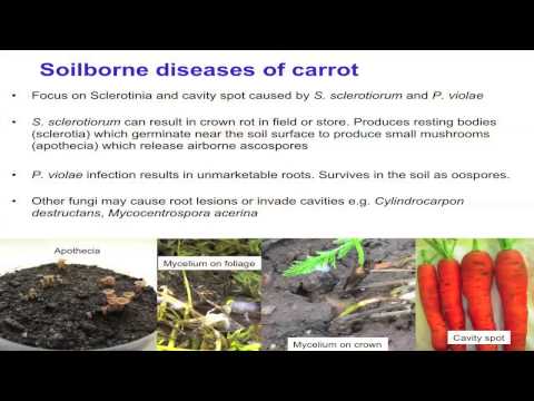 Video: 7 Pathologies For Which Carrots Will Help