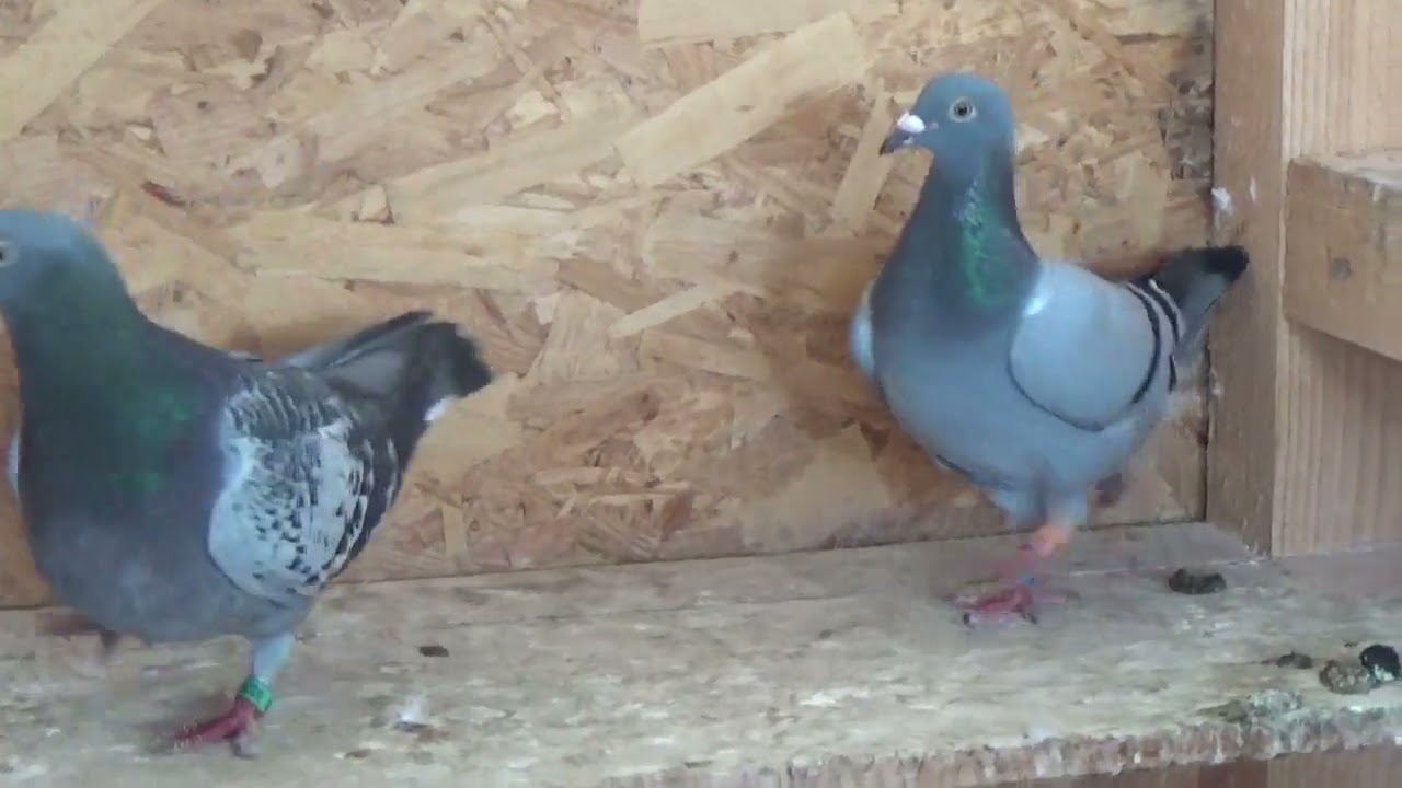 Columbofil dl Marius Andrei Targoviste Romania porumbei de reproductie 10 iunie 2022 part 1