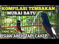 Kompilasi Tembakan Murai Batu Efektif Untuk Masteran Murai Batu Bahan Jadi Gacor Mp3 - Mp4 Download