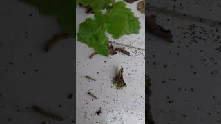 Mint leaf eating insect