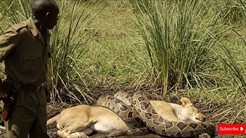 Animal rescue: rescue mother lion from giant python attack