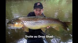 Grosse truite au drop shad