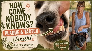 The Best Way to Remove Plaque and Tarter from your Dog and Cats Teeth