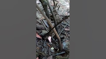 Trời ơi con Dộp nó ngon | HÒA CẦN GIỜ VLOG | #SHORTS