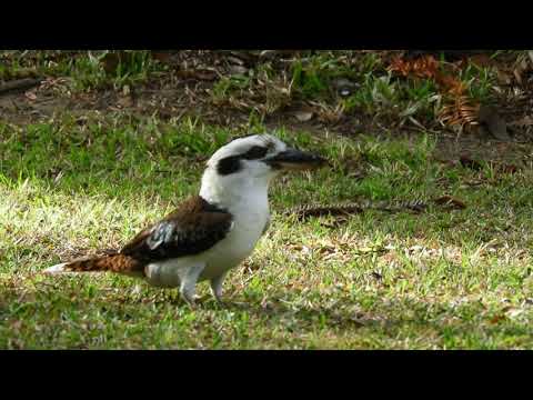 Видео: Kookaburra with whipbird audio