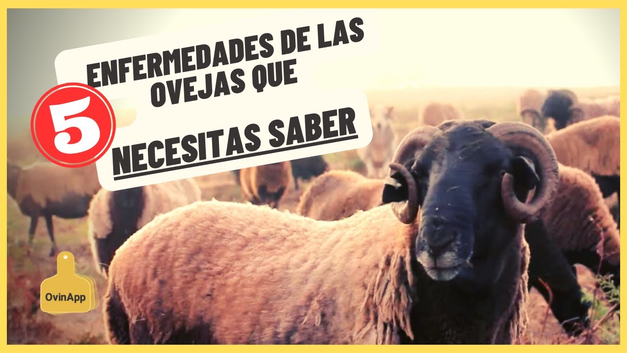 ADVERTENCIA: 5 Enfermedades Comunes que pueden afectar a tus Borregos