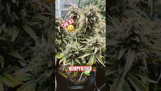 Hempfather Update Nachm Urlaub Tag Day 83 Ab In Die Dunkelheit Autoflower