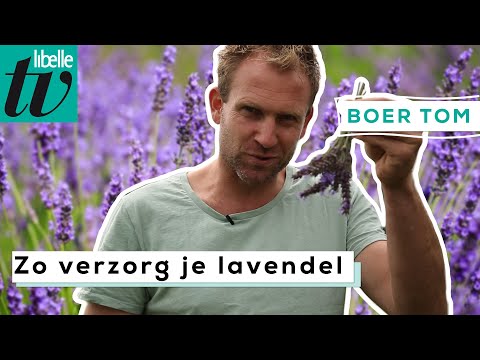 Video: Hoe ruik laventel?