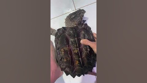 Cận cảnh rùa cá sấu cực khủng bơi trong hồ kính