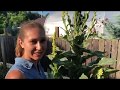 Mullein - Making a tincture & collecting Flowers