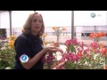 Científicos Industria Argentina - Floricultura: Flores Ornamentales - 13-02-16