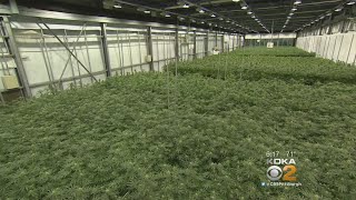 Officials: Pension Dollars Invested In Medical Marijuana Project Without Their Knowledge