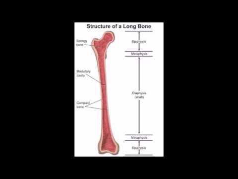 Lesiones en las placas de  crecimiento  GROWTH PLATE INJURIES