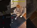 Funny moments of cats.#cat #funny #pets #moments