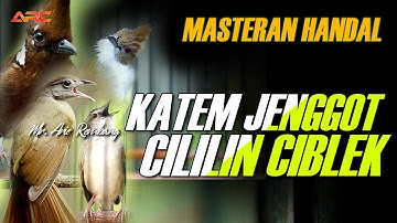 MASTERAN CILILIN - CUCAK JENGGOT - CIBLEK - KAPAS TEMBAK GACOR